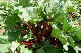 rhubarb_plant.jpg