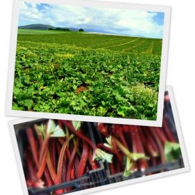 from the farm to the table